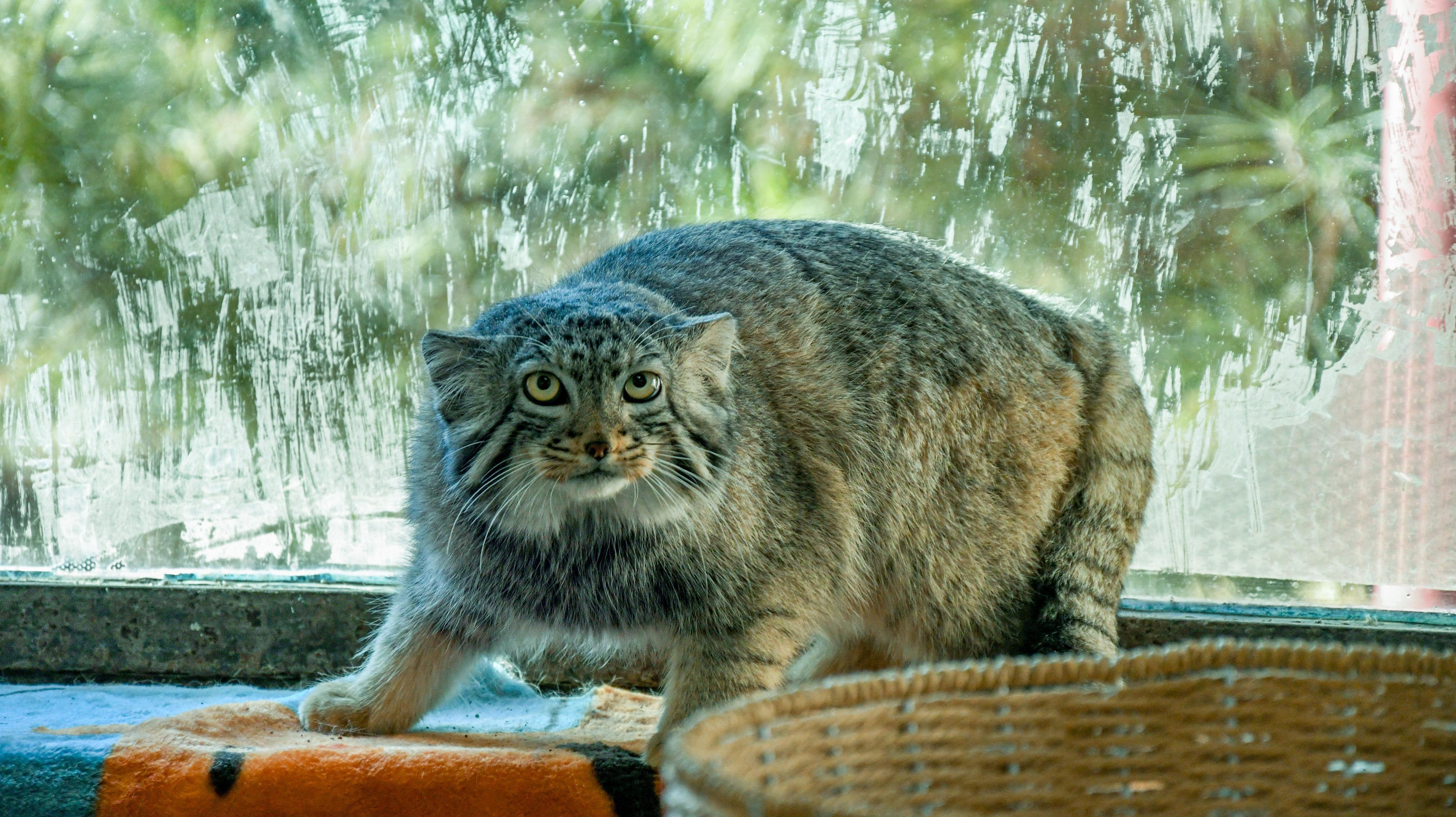 猞先生安卓版猞猁孙是什么意思-第1张图片-太平洋在线下载